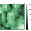 Escherechia coli (sample courtesy L. Fojt)